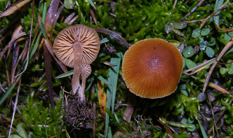 Galerina da determinare n�15